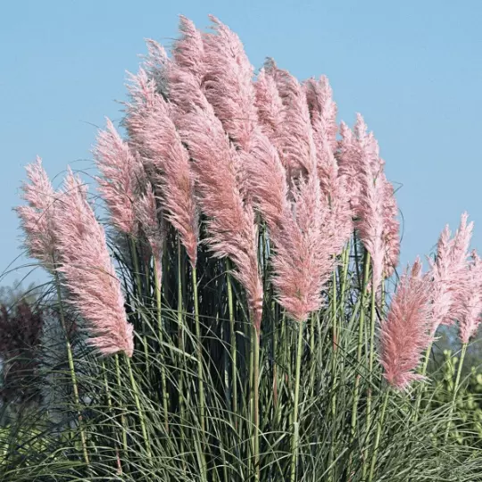 Pink Pampas Grass Seeds. Perennial. USA Seeds. Organic 30 Seeds - £4.60 GBP