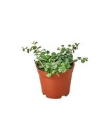 Peperomia Prostrata &#39;String of Turtles&#39;-4&quot; Pot - $25.97 CAD