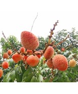Litchi Lychee Trees (Different Varieties). 4 Years Old, Grafted.  - £188.71 GBP