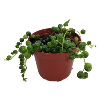 String of Pearls - Succulent - Curio rowleyanus - 2.5&quot; Pot - $644.81 MXN