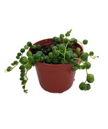 String of Pearls - Succulent - Curio rowleyanus - 2.5&quot; Pot - $48.34 CAD