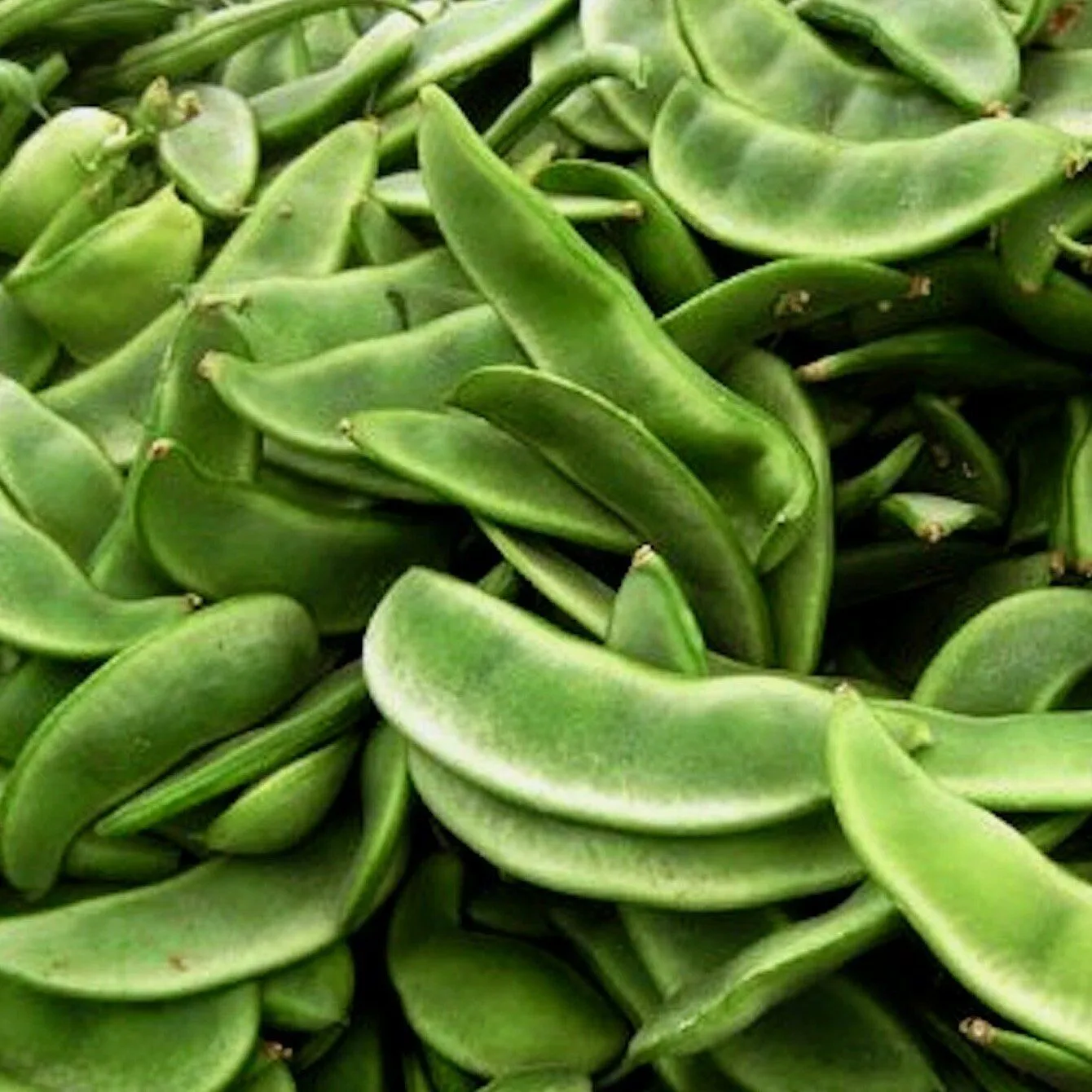 Burpee Improved Lima Bean 100 Seeds NON GMO - $16.54