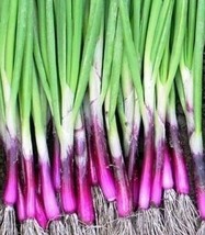 US Seller Scarlet Bandit Bunching Onion Seeds 200 Vegetable Garden Salad Fast Sh - $10.60