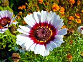 201 Chrysanthemum Tri-Color Painted Daisy Seeds Annual Garden/Patio Cont... - £9.47 GBP