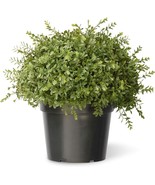 National Tree Company Artificial Shrub Bush Mini Tea Leaf Ball w/ Pot Ba... - €42,63 EUR