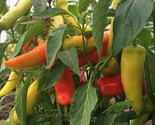 25 Hungarian Hot Wax Pepper Seeds Fast Shipping - $8.99