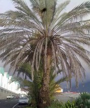 THJAR Phoenix dactylifera | Date Palm | 20 Seeds - $53.31 MXN
