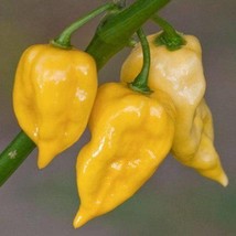 New Fresh Seeds 10 Lemon Habanero Pepper Seeds Spicyhot Grown In Specialty Atomi - $15.90