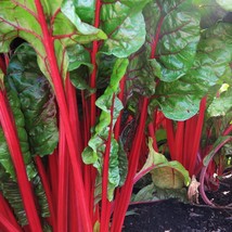 500 Seeds Swiss Chard Ruby Red Seeds Heirloom Organic NON GMO - £15.17 GBP