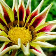 Gorgeous Gazania Rigens Bonsai - 100 Seeds - $8.65