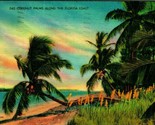 Coconut Palms Along Florida Coast FL Linen Postcard E7 - $3.02