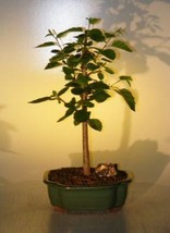 Paper  Birch Bonsai Tree  (betula papyrifera)  - £63.90 GBP