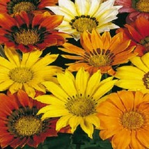 Fast Ship USA Seller 50 Seeds Gazania Mini Star Mix Gazania Seeds - £14.62 GBP