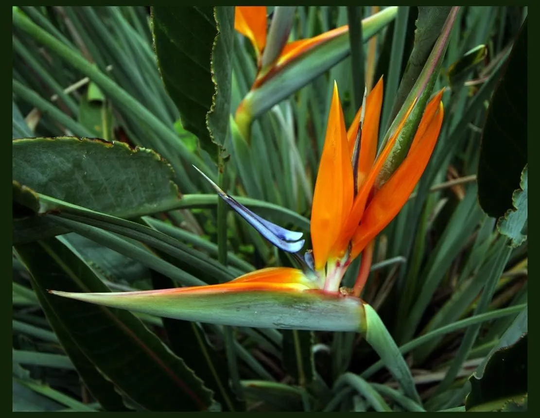 Bird of Paradise Live 1-2 ft Plant Orange Blue Flower Strelitzia Reginae - $81.57