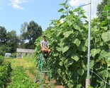 35 Seeds Skyscraper Sunflower Seeds 15Ft Seeds Tall Giant Mammoth Native... - £7.20 GBP