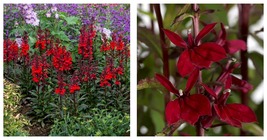 Lobelia - Starship Burgundy Cardinal Perennial Plant - Quart Pot - £39.82 GBP
