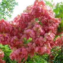 Rare Pink Mussaenda Flag Blush Live Cuttings Fast Grow Organic Flower Plant - $357.46 MXN+