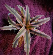 Cryptanthus Bivittatus "Pink Star", Live Earth Star Bromeliad Plant in 3" pot