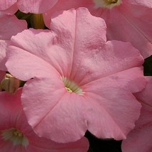 US Seller 50 Petunia Seeds Mambo Peach Fast Shipping - £17.00 GBP