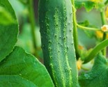 Cucumber Seeds 50 Ashley Cucumber Hot Weather Vegetable Garden Fast Ship... - $8.99