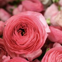 Ranunculus Aviv &#39;Rose&#39; Persian Buttercup 10 bulbs per order - £7.56 GBP