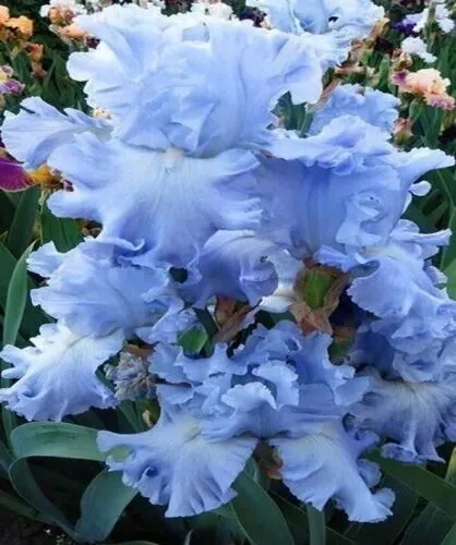 Iris Flower Light Baby Blue 25 Seeds Garden - $10.98