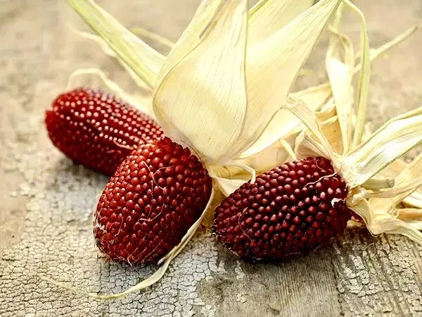 Strawberry Popcorn Corn 25 +Seeds - $9.50