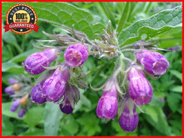 100 Seeds TRUE COMFREY - Comphrey Symphytum Officinale Herb Seeds Purple Flowers - £23.12 GBP