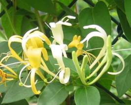 4 LIVE PLANTS HALL&#39;S HONEYSUCKLE VINES WHITE YELLOW FLOWERS Japanese Lon... - £36.68 GBP