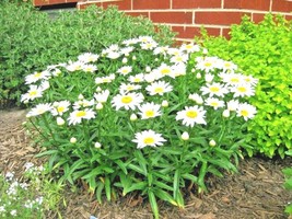 Semilir 300 Seeds Silver Princess Seeds Dwarf Shasta Daisy Cut Flowers Container - £6.78 GBP