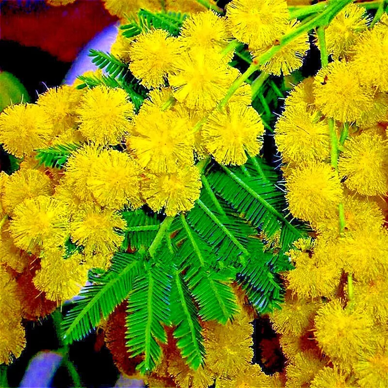 10 GOLDEN MIMOSA Tree Seeds Acacia baileyana Yellow Wattle Flower Fast G... - £8.08 GBP