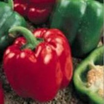 USA Seller Yolo Wonder Sweet Peppers Seeds Fast Shipping - £9.60 GBP