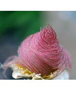 40 seeds Prairie Smoke seeds bonsai potted rare flower seeds - $5.23 CAD