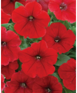 25 Pc Seeds Trilogy Rouge Trailing Petunia Flower, Pelleted Petunia Seeds | RK - $29.40