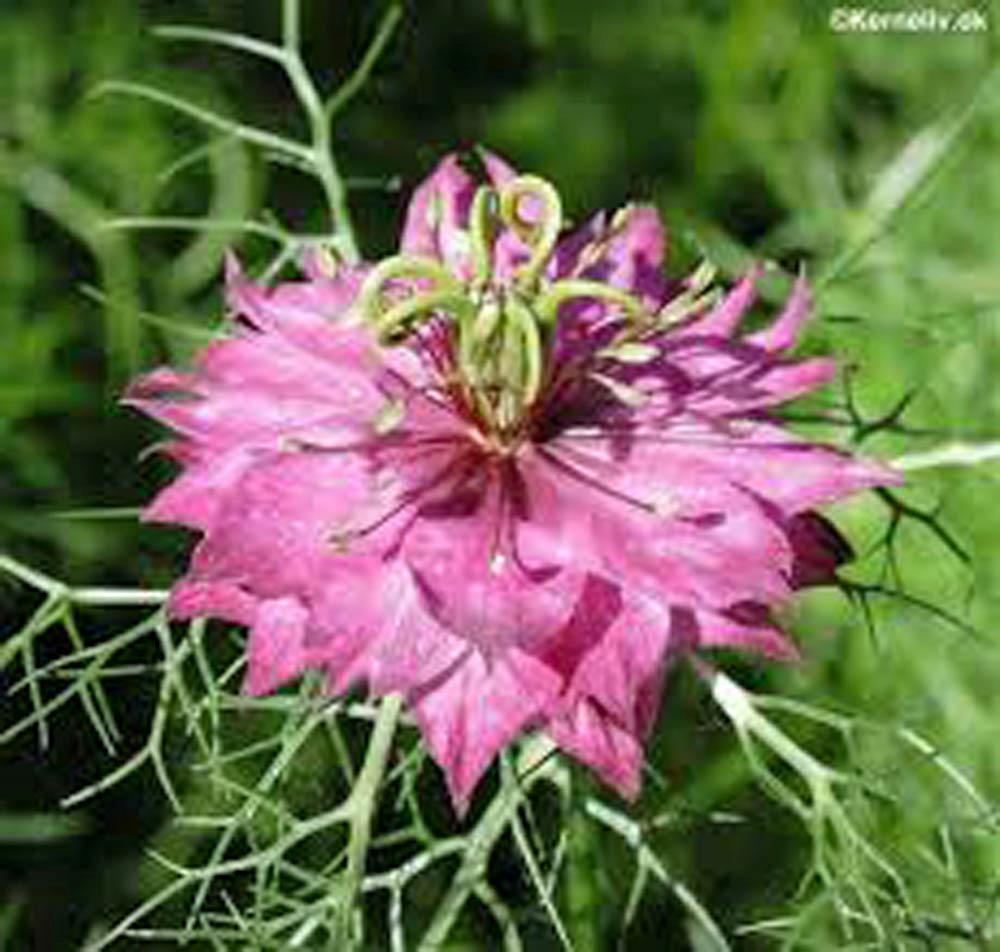 LOVE IN A MIST, 50+ SEEDS , BEAUTIFUL RED FLOWER