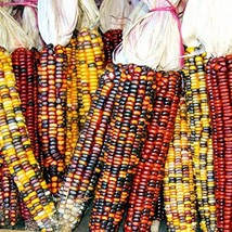 50 Treated Indian Ornamental Corn Seeds Heirloom Non Gmo Fresh Garden - £8.59 GBP