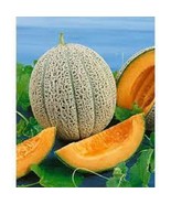 KKG Premium Hale&#39;S Best Jumbo Cantaloupe Fresh Seeds Fresh Garden - $145.62 MXN