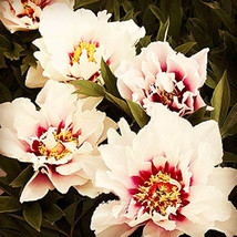 10 Seeds Peony Cora Louise Seeds Lavender Center White Petals Garden Beautiful - £4.80 GBP