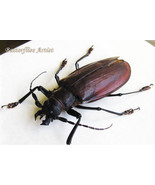 World&#39;s Largest Titanus Giganteus XXL Real Beetle Framed Entomology Shad... - $9,673.62 MXN
