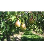 20 Organic Pear Seeds - $10.52