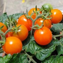 15 Orange Dream Micro Dwarf Tomato Seeds  - €3,42 EUR