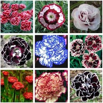 200 seeds Mixed 9 Types of Dianthus Seeds - £7.80 GBP