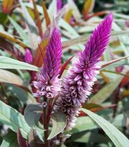 Celosia Argentea Flamingo Feathers 10 Seeds Fresh Garden USA SELLER - $15.12