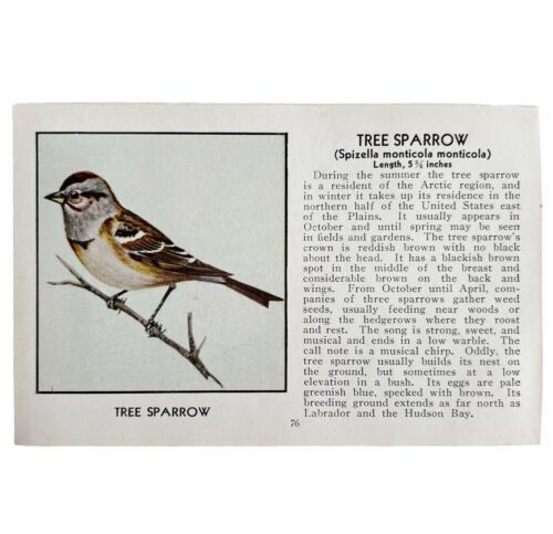Tree Sparrow Bird Print 1931 Blue Book Birds Of America Antique Art PCBG13C - £14.97 GBP