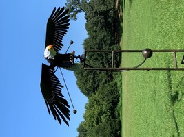 Counterweight Metal Eagle Rocker Garden Stake, Black &amp; Gray - Large - $347.23