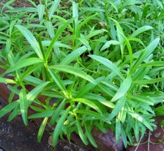 Tarragon Seed, Herb Seed, Heirloom, Organic, 500 Seeds, Non Gmo, Spice, Taragon - £8.56 GBP