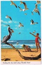 Florida Postcard Feeding The Seagulls Along Florida&#39;s Coast - £2.32 GBP