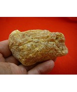 (k-2607) 75 g Rare Kauri tree Gum copal young Amber New Zealand Tane Mahuta - $1,169.19 MXN
