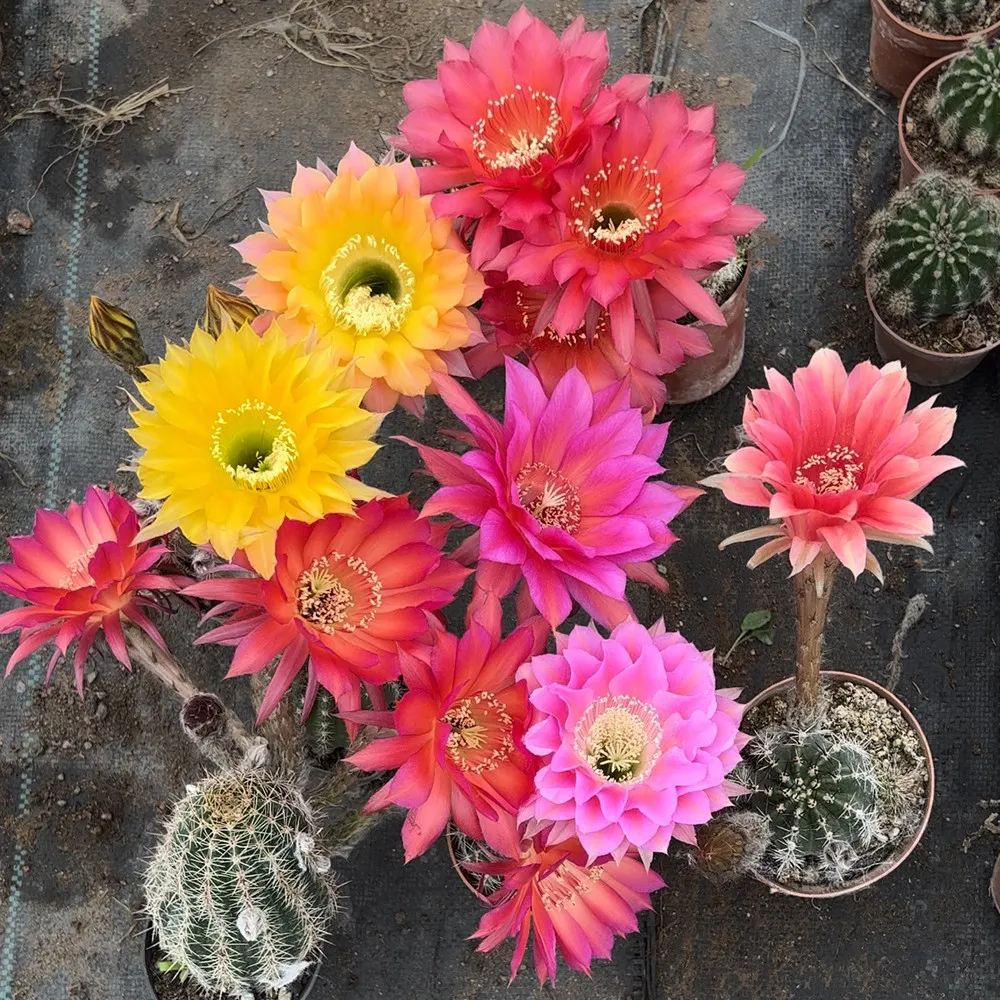 fresh Echinopsis Cactus Seeds Mixed, Easy-Care Large Bloom, Indoor & Balcony