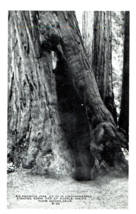 B-53 Big Redwoods Muir Woods National Monument California RPPC Postcard - £19.88 GBP